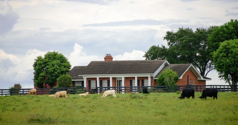 Cows in front yard of a brick home